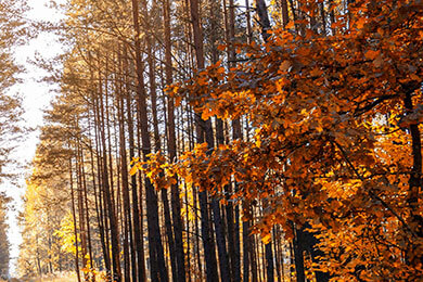 开云体育官网-波兰队横扫英格兰队，波尔带队取胜