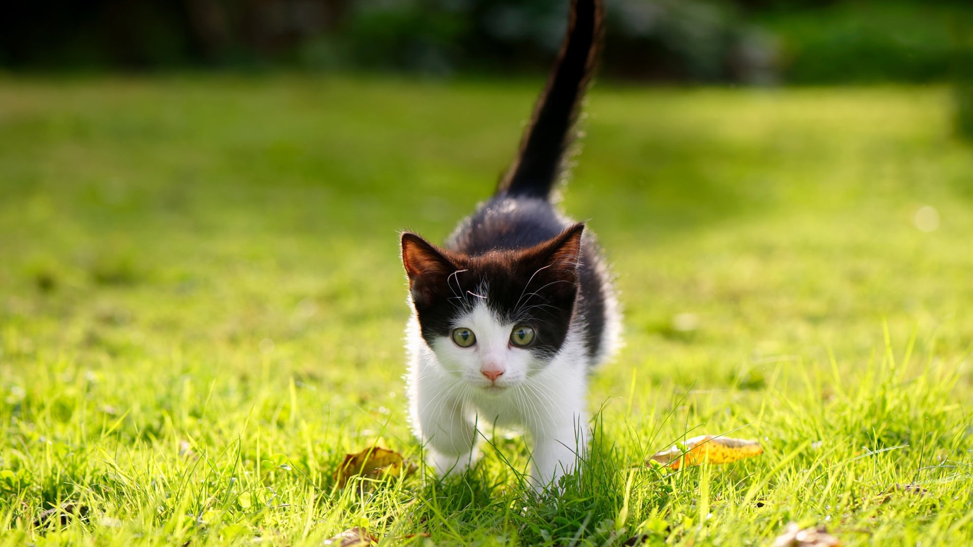 姆巴佩，唯大舞台能驯服的野马，曼联三箭刺穿马竞铁盾